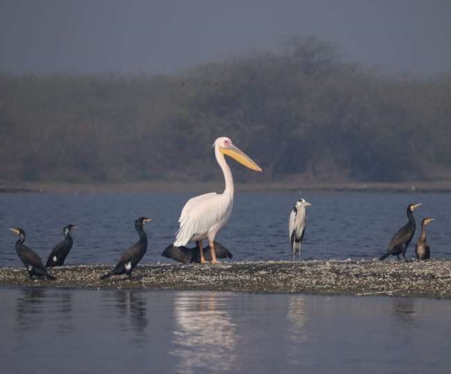 jagran